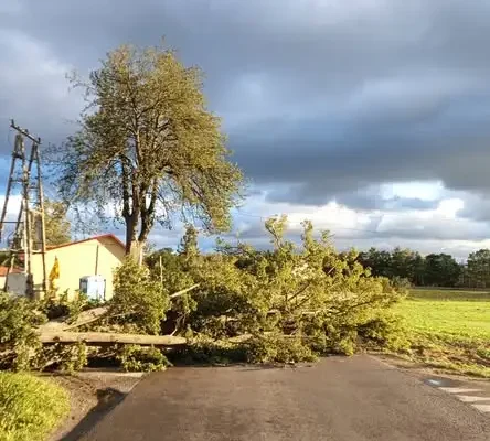 Drzewo powalone na drogę w Wólce Bałtowskiej-Kolonii. Interweniowali strażacy